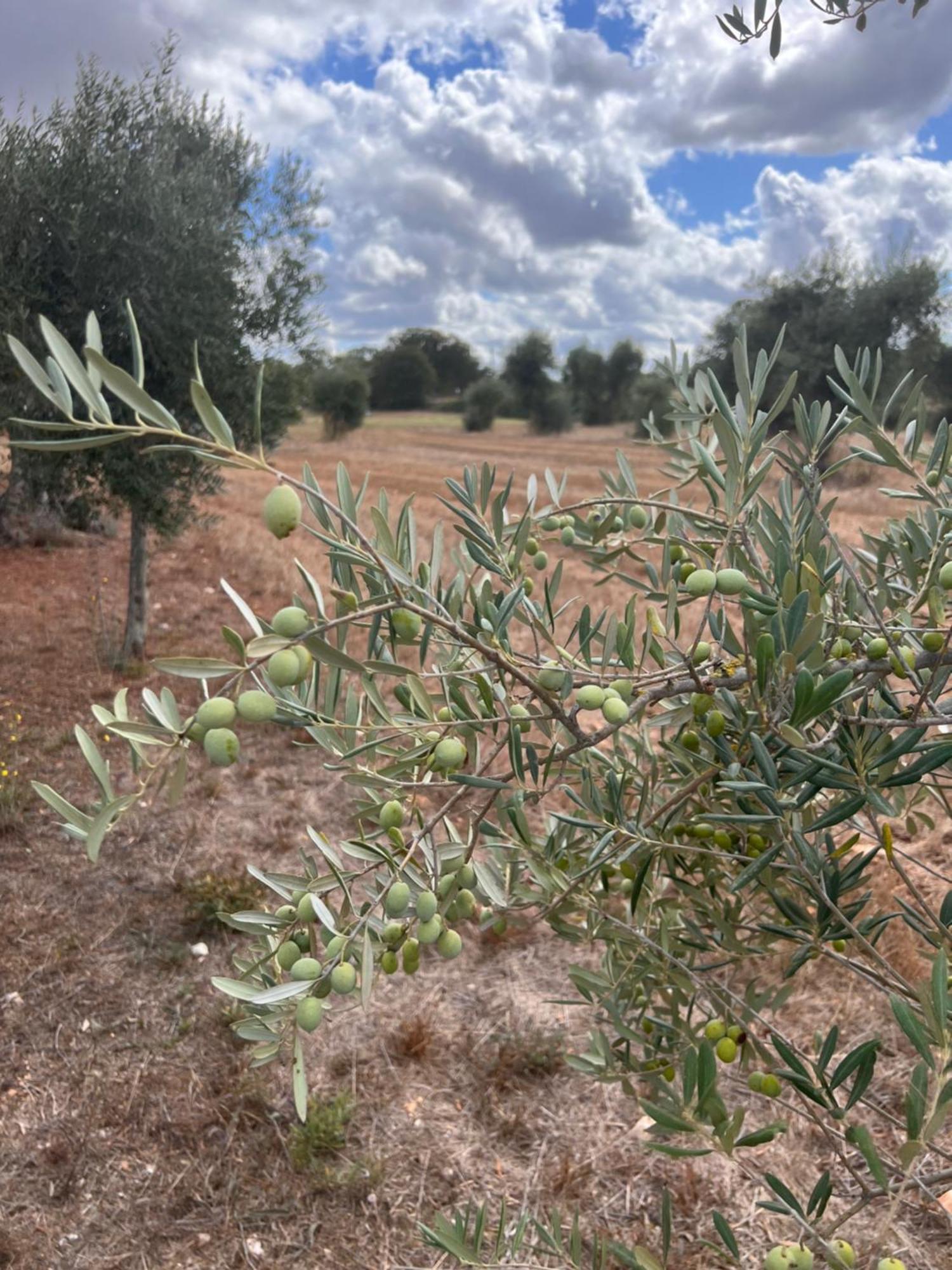 Masseria Battaglini Martina Franca Buitenkant foto